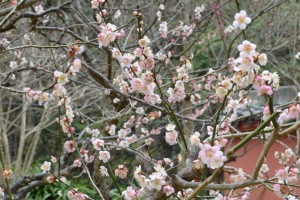 20160309　梅の花　オウシュク（鴬宿） (3)